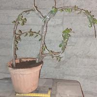 decorazioni  per interni e esterni .