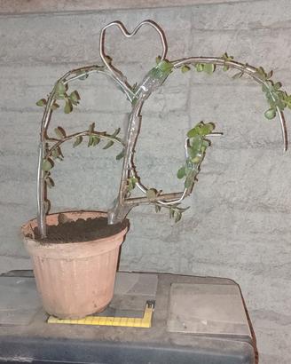 decorazioni  per interni e esterni .