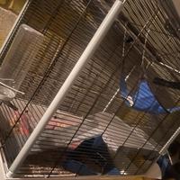 Gabbia per furetto completa