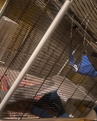 Gabbia per furetto completa