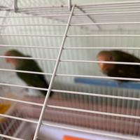 Pappagalli inseparabili