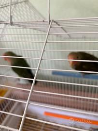 Pappagalli inseparabili