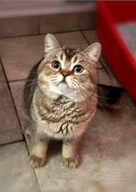 Scottish straight e una fold, maschi e femmine