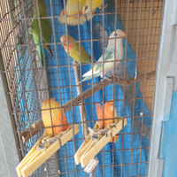 Coppie di pappagalli inseparabili