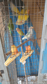 Coppie di pappagalli inseparabili