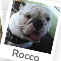 Bulldog inglese monta