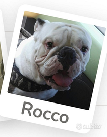 Bulldog inglese monta