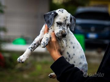 Cucciolo Dalmata