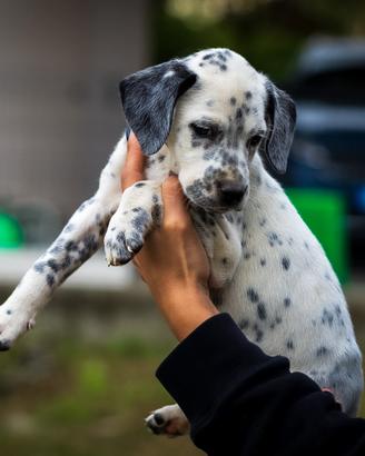 Cucciolo Dalmata