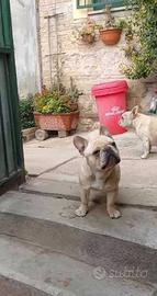 Bulldog Francese