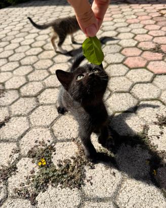 Adorabili gattini da adottare