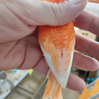 Solo per chi e interessato