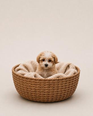 Maltipoo Mini Toy Particolor disponibili subito