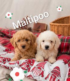 maltipoo