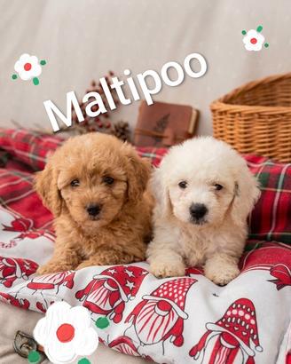 maltipoo