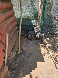 Galli olive egger