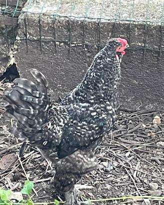 Gallo di 1 anno di razza mista