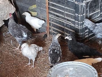 Galline a 10 l una