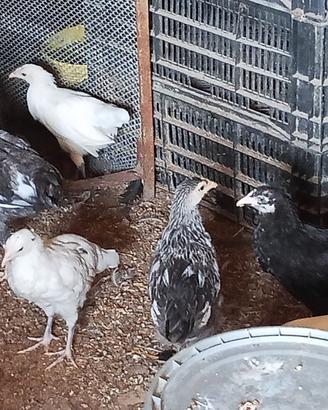 Galline a 10 l una