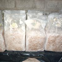 Balle  funghi cardoncello