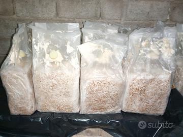 Balle  funghi cardoncello