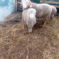 Montoni di razza sopravissana