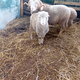 Montoni di razza sopravissana