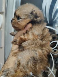 Spitz di Pomerania nano