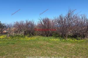 Terreno, Campofelice di Roccella.