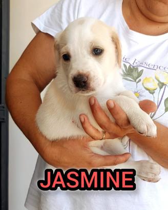Jasmine cucciolina futura taglia media