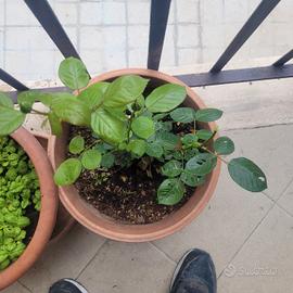 pianta di rosa