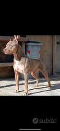 Pitbull tricolor