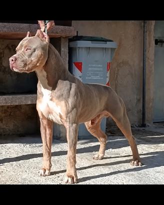 Pitbull tricolor