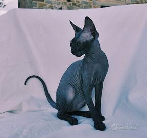 Gattina don sphynx nera solida