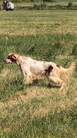 Setter inglese