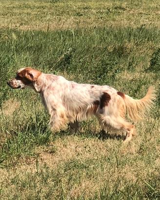 Setter inglese