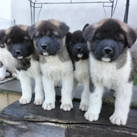 Cuccioli Akita Americano con Pedigree