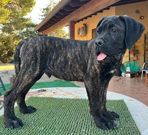 Cucciolo cane corso