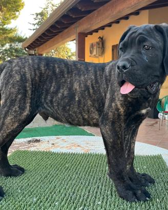 Cucciolo cane corso