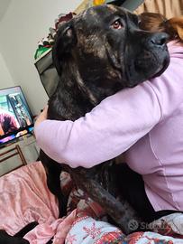 Cucciolone di 9 mesi di cane corso di razza