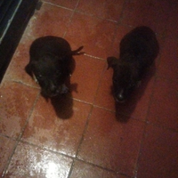 Cuccioli di Pitti bull