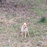 2 cuccioli incrocio cihuahua di 2 mesi sverminati