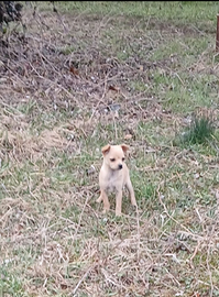2 cuccioli incrocio cihuahua di 2 mesi sverminati