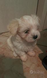Cuccioli di Maltese