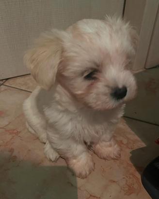 Cuccioli di Maltese