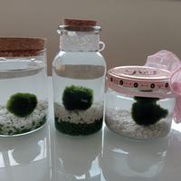 Marimo