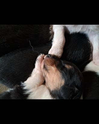 Cuccioli pastore scozzese