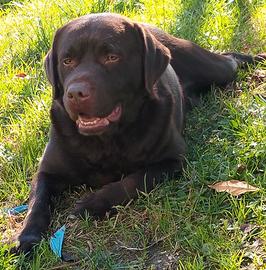 Labrador chocolate pedigree enci