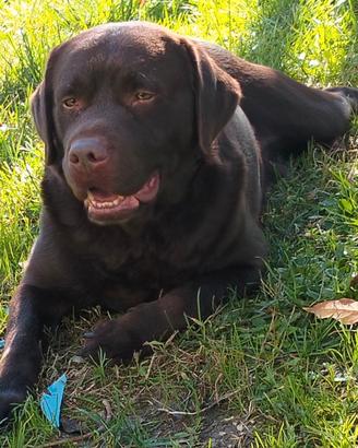 Labrador chocolate pedigree enci