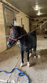 Pony gravida